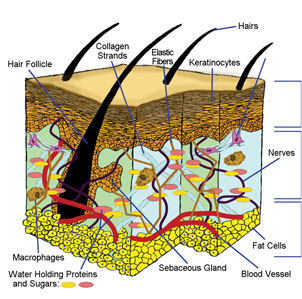 download nanopathology the health impact of